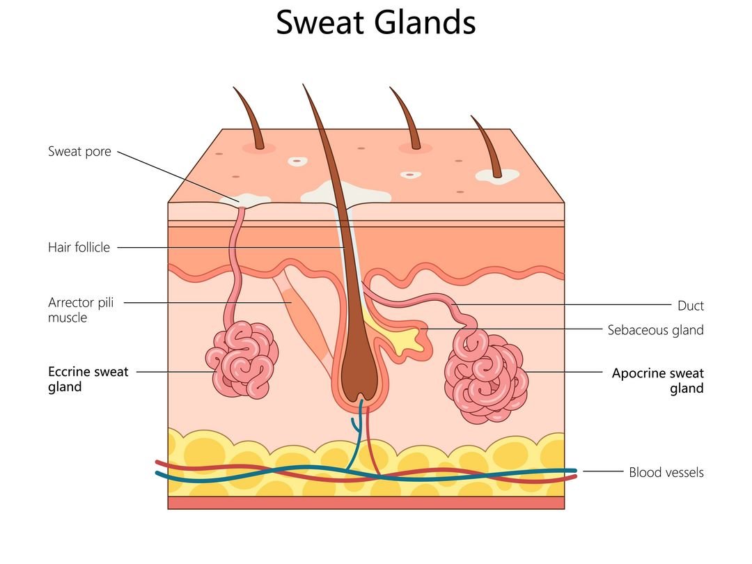 Understanding Hyperhidrosis: Clinical Control for Excessive Sweating